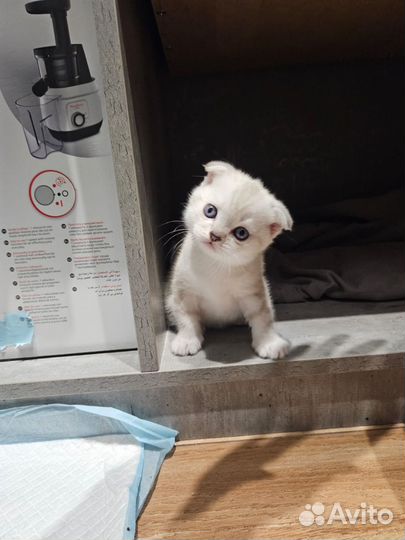 Шотландские котята