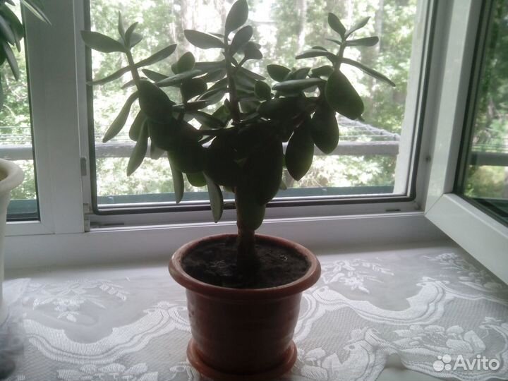 Денежное дерево