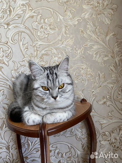 Британские котята