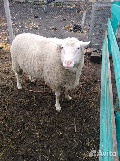 Баран тексель