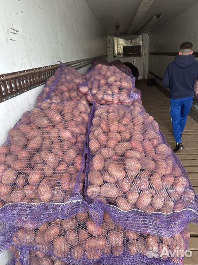 Картофель оптом