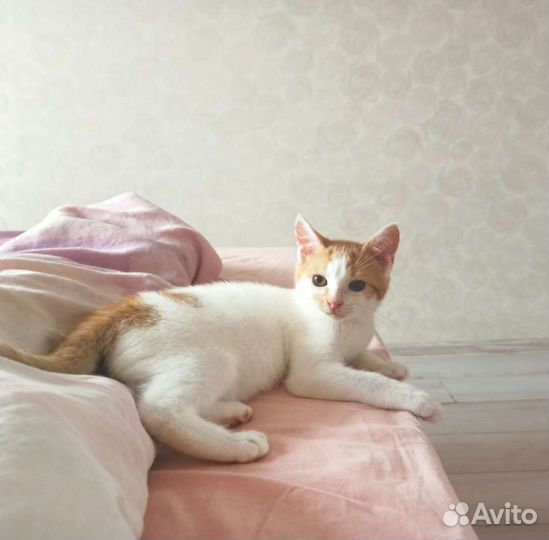 Котёнок Коржик в дар
