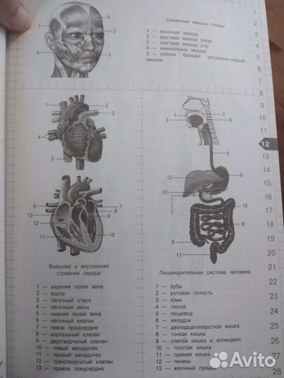 Биология алгоритмы выполнения типовых заданий егэ