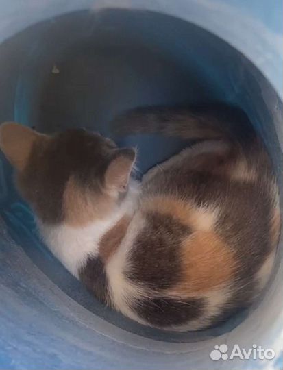 Кошка в дар бесплатно