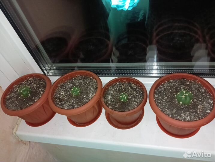 Кактус детки