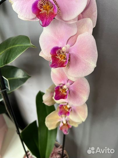 Подарок Орхидея каскад Perfect Peach