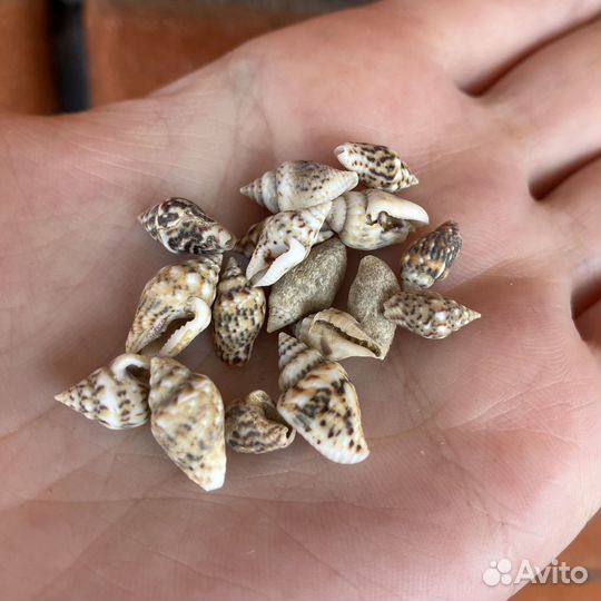 Ракушки декор для творчества мелкие пакет