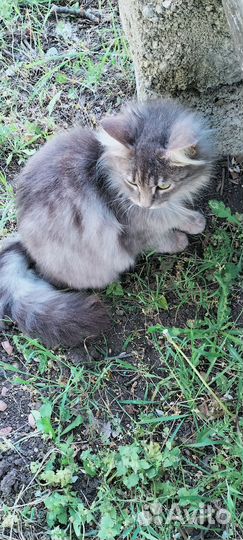 Зеленоглазая кошечка
