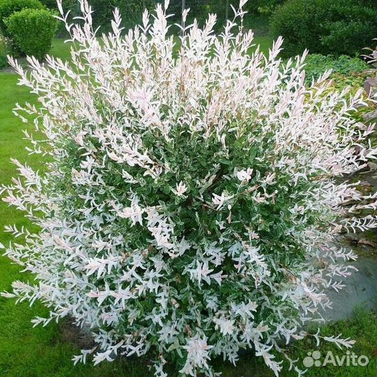 Ива Хакуро Нишики