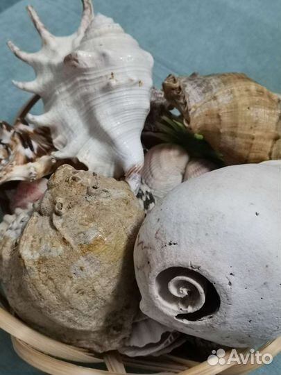Морские ракушки раковины