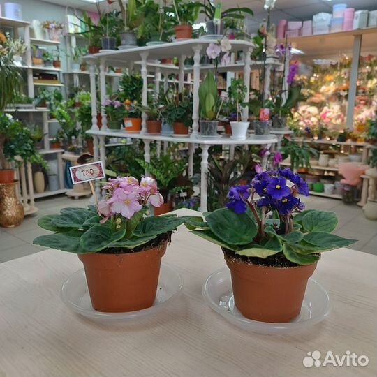 Горшечные цветы и горшки