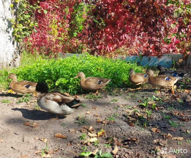 Подсадные утки