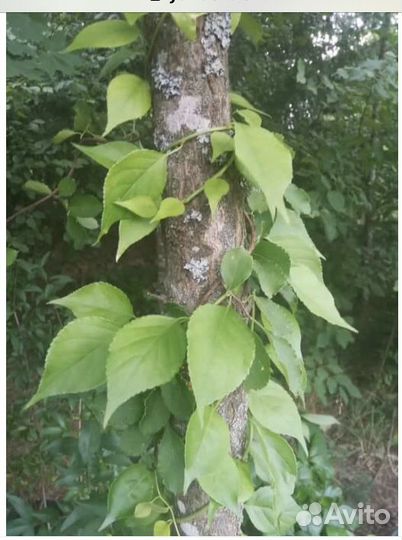 Древогубец вьюн