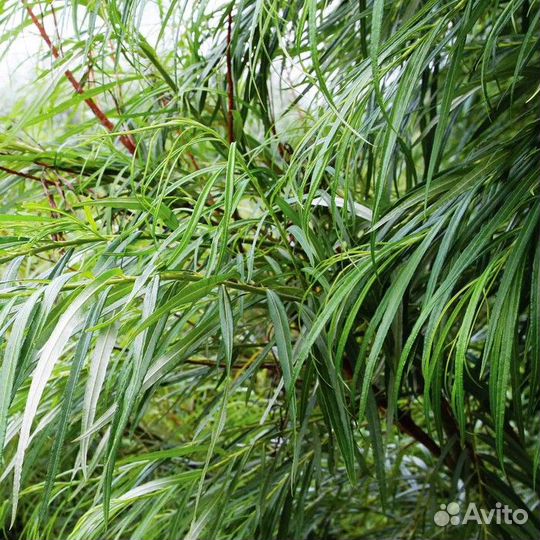 Ива извилистая Тортуоза, Шверина, Нана