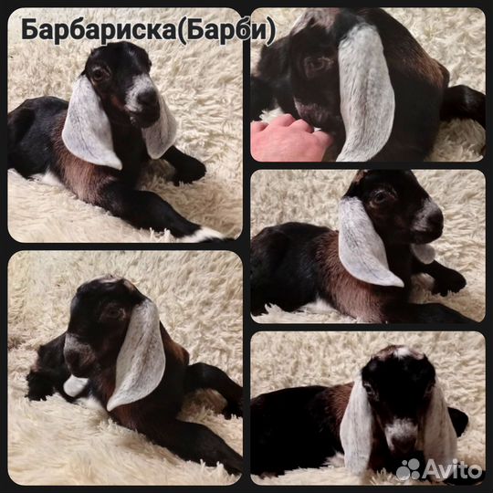 Англо нубийские козлята,козы