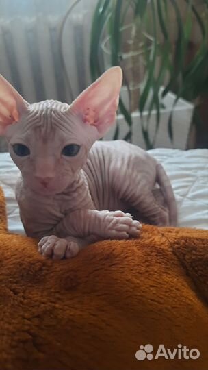 Донской сфинкс велюр котята