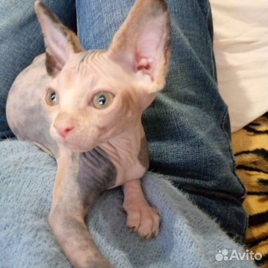 Кошечка Черепашка