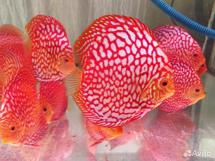 Дискусы от Валерия