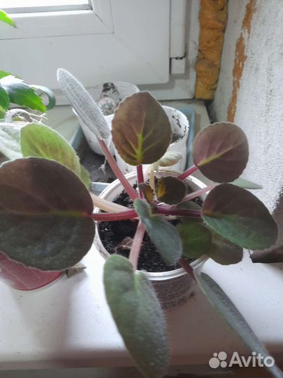 Фиалки каланхоэ кактус