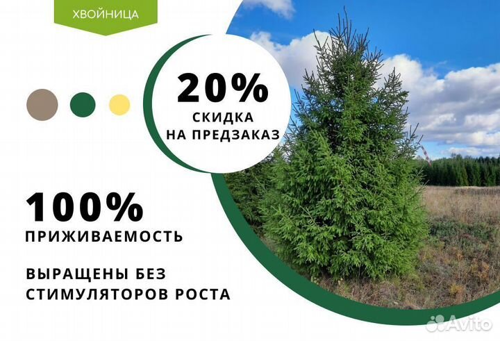 Туя Колумна