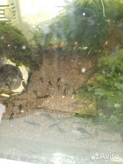 Сомики Анцитрусы