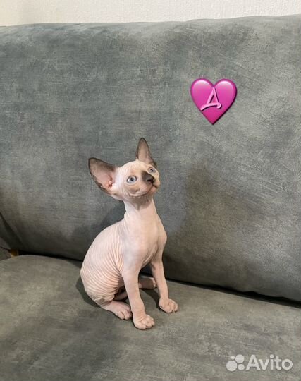 Канадский сфинкс