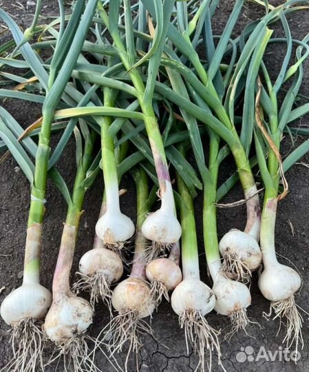 Семенной чеснок сорта Добрыня