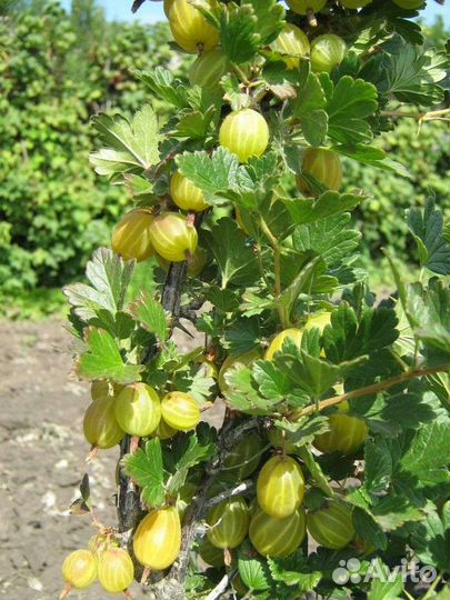 Крыжовник ягоды