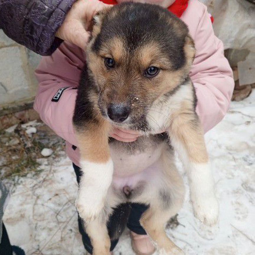 Щенок в добрые руки бесплатно