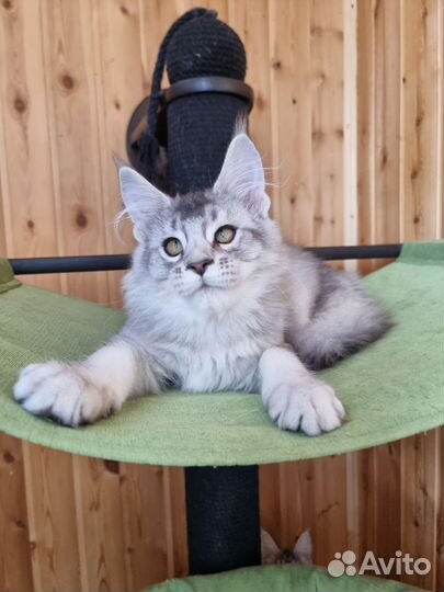 Девочка Мейн кун котенок