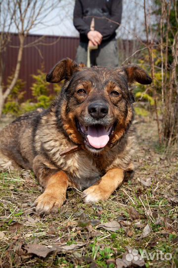 Дик ищет дом