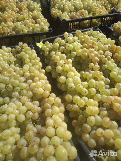 Виноград сорта агадаи