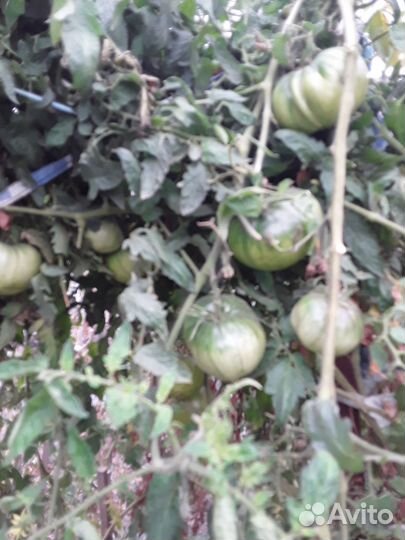 Помидоры зелёные домашние