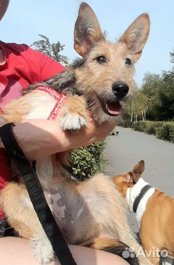 Щенок квартирный в добрые руки