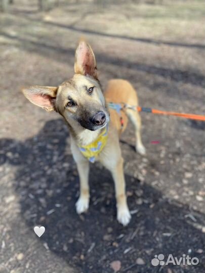 Собака в добрые руки