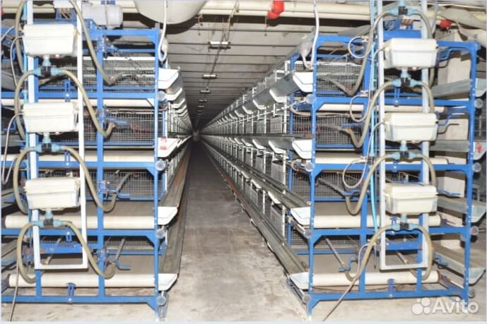 Птицефабрика, на производво кур яйцо, Ульянов, обл