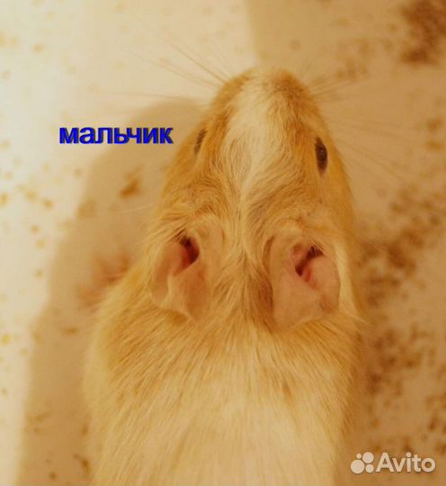 Чилийская белка дегу, цветные малыши