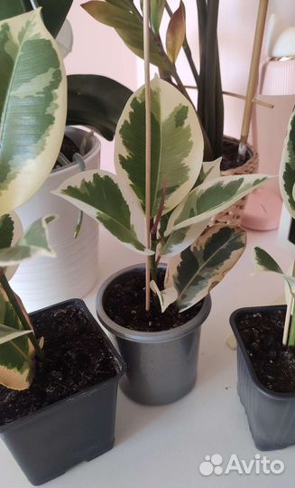 Фикус эластика Тинеке