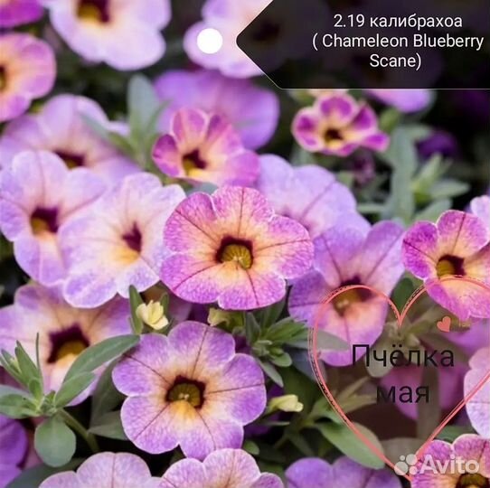 Растения для сада