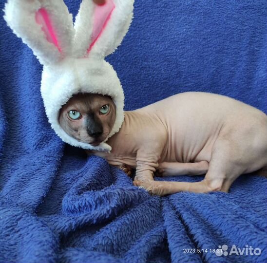 Двэльф эльф канадский сфинкс кот