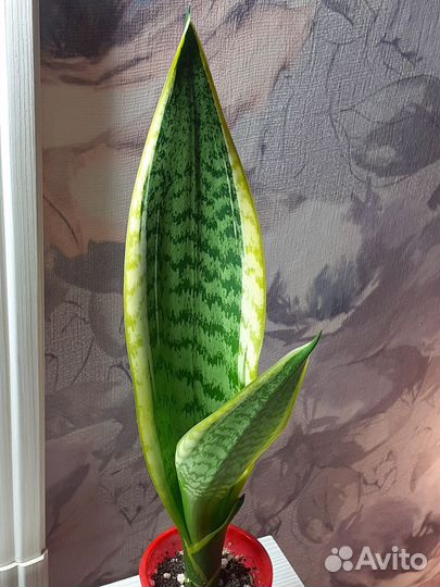 Сансевиерия