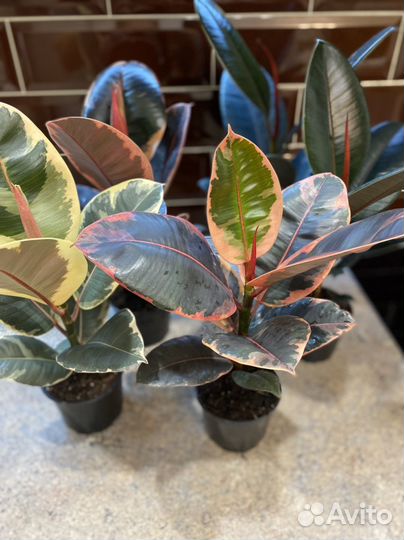 Фикусы разные Бургунди Белиз Тинеке Али