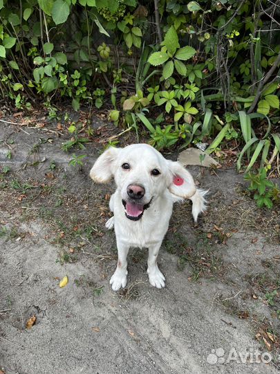 Собака в добрые руки