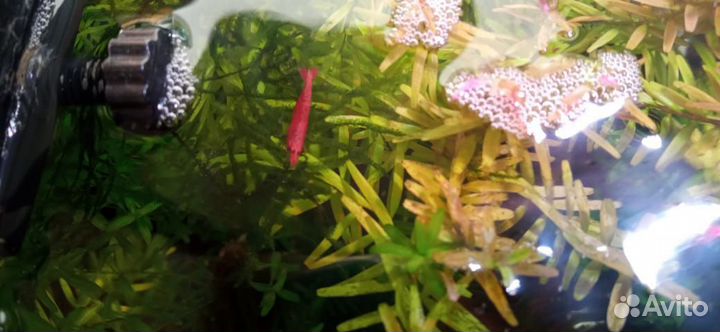 Аквариум. 10л. Креветочник