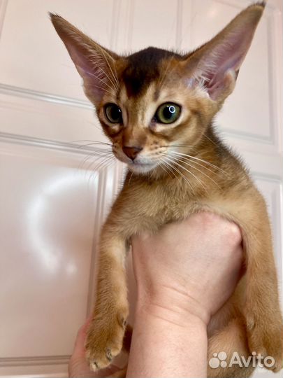 Абиссинские девочки