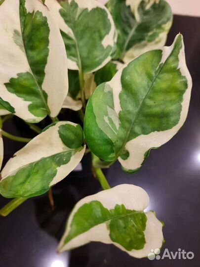 Эпипремнум (сциндапсус)