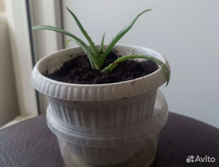 Алоэ лечебный