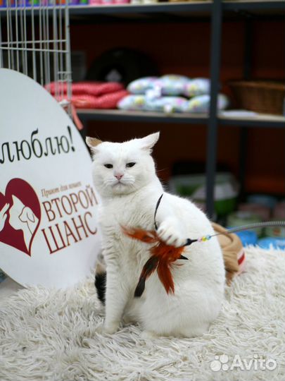 Кошка Маша в добрые руки
