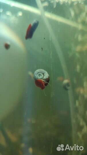 Улитки аквариумные