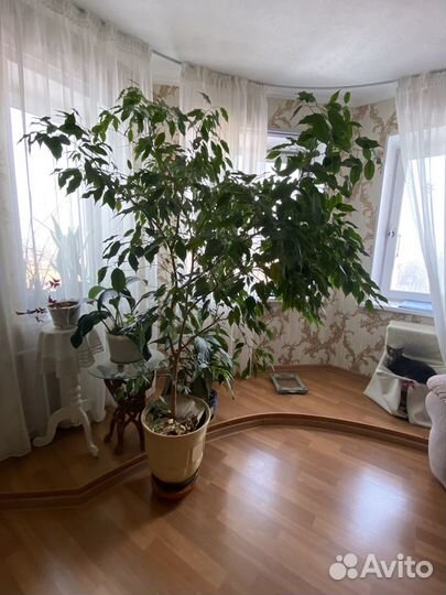 Фикус бенджамина